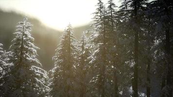 beautiful winter landscape in the mountains video