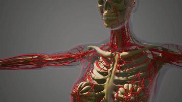 science anatomy of human Blood Vessels video