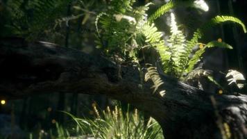 horizontally bending tree trunk with ferns growing, and sunlight shining video
