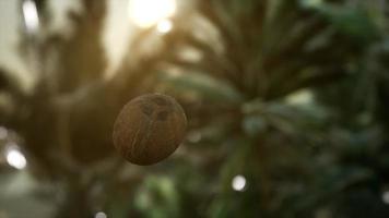 extreme slow motion falling coconut in jungle video