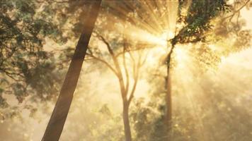 Rays of bursting sunlight in a misty forest video