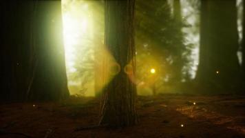 firefly in misty forest with fog video
