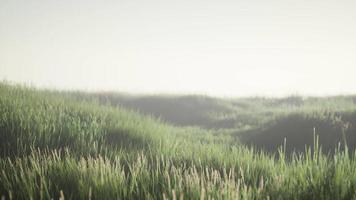 Green field with tall grass in the early morning with fog video