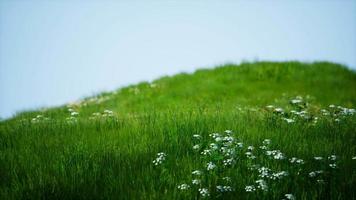 Field of green fresh grass under blue sky video