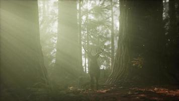 beau cerf dans la forêt avec des lumières étonnantes le matin video