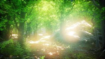 Sunbeams Shining through Natural Forest of Beech Trees video