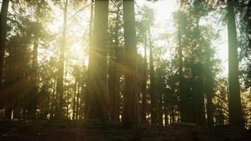 hyperlapse in sequoia forest from sunrise video