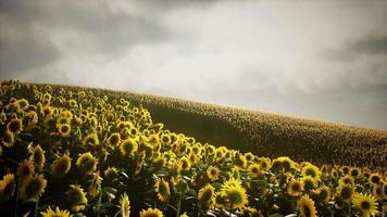 zonnebloem veld en bewolkte hemel video