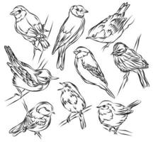 colección de pájaros dibujados a mano en blanco y negro vector