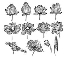dibujo de flor de loto y boceto en blanco y negro vector