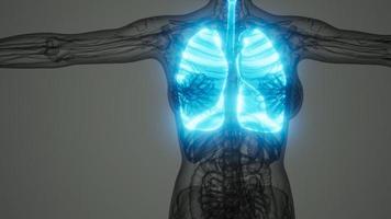 varredura de anatomia científica de pulmões humanos video