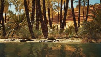 Green oasis with pond in Sahara desert video