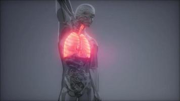 röntgenundersökning av mänskliga lungor video