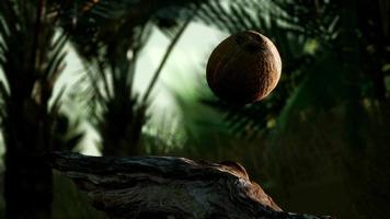 Noix de coco tombant au ralenti extrême 8k dans la jungle video