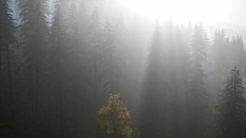 forêt 8k dans la brume matinale d'automne video