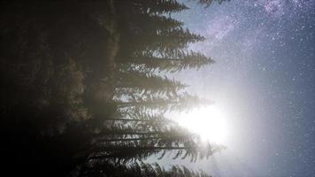 Milky Way stars with moonlight above pine trees forest video