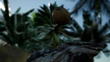 extreme slow motion falling coconut in jungle video