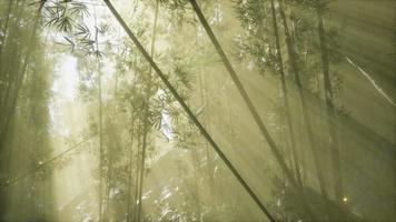 floresta de bambu asiática com clima de neblina matinal video