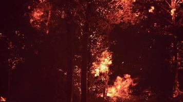 grandes chamas de incêndio florestal video