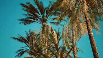 palmeiras tropicais exóticas no verão vista de baixo para o céu