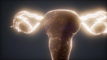 anatomia do sistema reprodutor feminino video