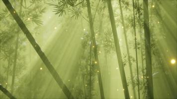 forêt de bambous asiatique avec temps de brouillard du matin video