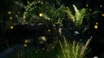 horizontally bending tree trunk with ferns growing, and sunlight shining video