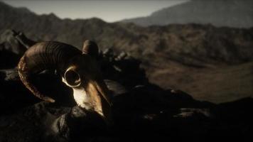 European mouflon ram skull in natural conditions in rocky mountains video