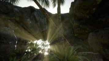 Big Palms in Stone Cave with Rays of Sunlight video
