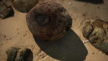 noix de coco brune sur le sable de la plage video