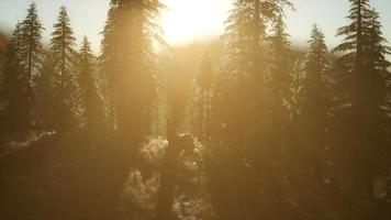 maschio di cervo nella foresta al tramonto video