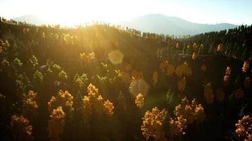 Vuelo aéreo con drones sobre un bosque de pinos en la montaña al atardecer video