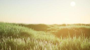 Green field at sunrise with blue sky video