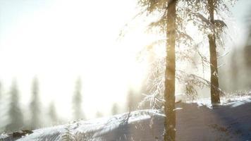 splendida scena di Natale nella foresta di montagna. alba invernale colorata video