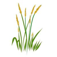 Field grass wheatgrass as a design element. vector