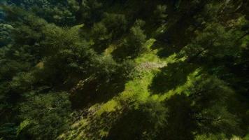 bosque tropical en la vista de la mañana de las tierras altas de malasia video