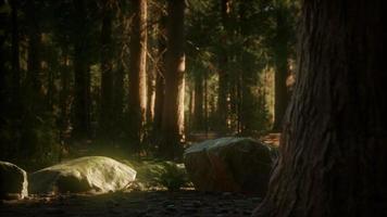 8K Giant Sequoia Trees at summertime in Sequoia National Park video