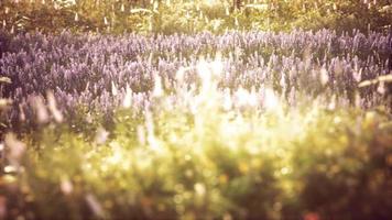 vilda fält blommor vid sommarens solnedgång video