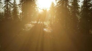 macho de veado na floresta ao pôr do sol video