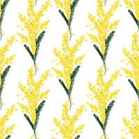 Seamless pattern with llustration a spring mimosa flower on a white background Vector