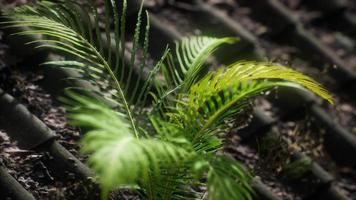 moss and fern on old roof video