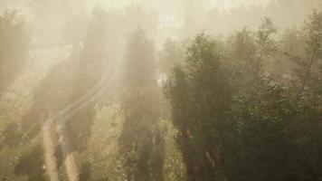 strada sterrata attraverso boschi di latifoglie nella nebbia video
