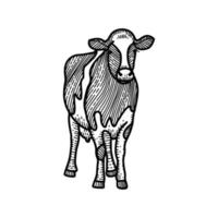 Spotted calf sketch. Black and white hand drawing. Vintage vector engraving illustration for poster, web. Isolated on white background.
