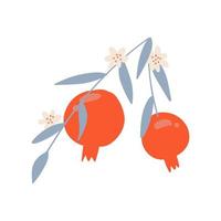 Pomegranate tree branch. Fruit with flowers and leaves in isolated flat vector illustration.