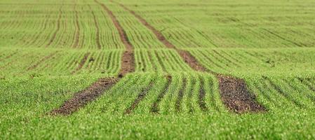 New shoots of a winter wheat on a spring field. photo