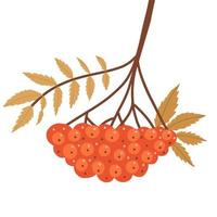 Autumn rowan branch with leaves and red berries. Twig with fall yellow leaf and rowanberries. Autumnal decorative plant. Flat vector illustration solated on white background