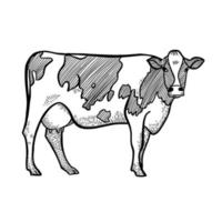 vaca manchada. imagen única dibujada a mano en un estilo gráfico. ilustración de grabado vectorial vintage para póster, web. aislado sobre fondo blanco. vector