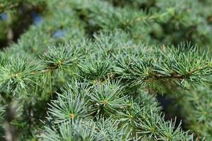 Detail of a needle-like tree photo