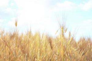 Wheat field in the sunlight. Rye in the sunlight.world stocks of wheat. photo