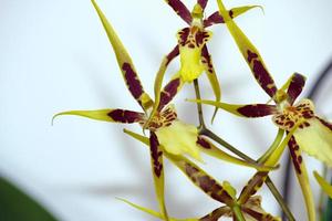 Brassia tessa flower. Brassia orchid. Spider Orchid. photo